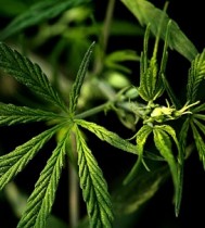 Hanf Cannabis CBD sudheir kumar Pixabay